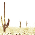 Desert Sentinels