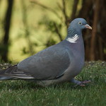Common wood pigeon - Columba palumbus