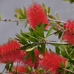 DSC_3600 Callistemon citrinus, cultivated