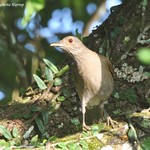 Sabi&aacute;-branca ou Sabi&aacute;-do-barranco (Turdus leucomelas) - Pale-breasted Thrush