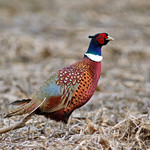 Ring-necked Pheasant, male