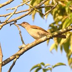 Sabi&aacute;-branca ou Sabi&aacute;-do-barranco (Turdus leucomelas) - Pale-breasted Thrush