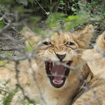 Lion cub yawning