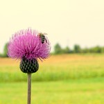 Come back to Summer Days ! Feliz Quinta Flowers !