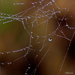 Nature's Christmas Baubles