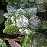 Frosty Mint