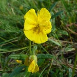 Helianthemum nummularium