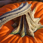 Pumpkin01