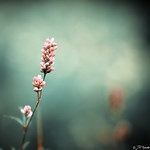 I Got So Much To Do, I Ain't Got Much Time