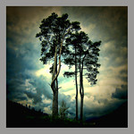 Three Trees {Explored}