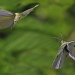 Cabbage Whites : Dance of love . . .