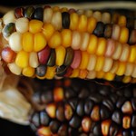 Indian Corn