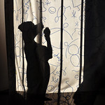 dog behind the curtain