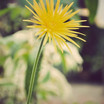 355/375. A Yellow Flower.