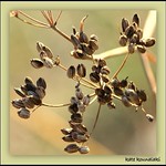 Foeniculum vulgare (&Phi;&omicron;&iota;&nu;ί&kappa;&omicron;&upsilon;&lambda;&omicron;&nu; &tau;&omicron; &kappa;&omicron;&iota;&nu;ό&nu;)