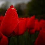 Tulips after the rain #1