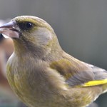 Thirsty Greenfinch