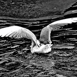 Yo no conoc&iacute;a la estatura melanc&oacute;lica del agua - Io non conoscevo la statura malinconica dell'acqua (Manuel Scorza)