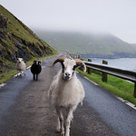 Faroe