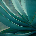 blue agave