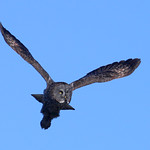 Great Gray Owl