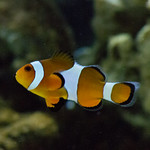 Clownfish