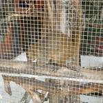 Caged squirrel