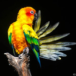 Sun Conure