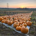 Pumpkins At Dawn