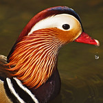 Mandarine Duck Portrait