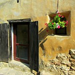 The geranium in the window