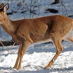 White-tailed Deer