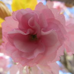 cherry blossom time ...