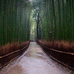 Bamboo Walk