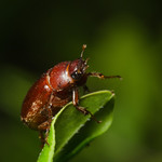 May Beetle (June Bug/Beetle)