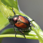 Japanese beetle