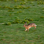 Hare jumping