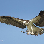 Osprey Nest Building