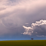 Small tree, big world.