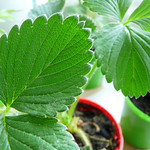 Strawberry Fields Forever