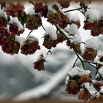 Rosen im Winterkleid - Roses in the winter dress