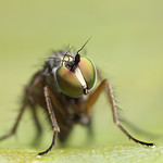 Another Dolichopid fly portrait