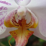 Orchid