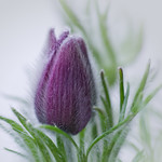 K&ouml;k&ouml;rcsin (pulsatilla)