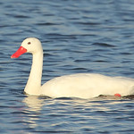 Cisne Coscoroba (Coscoroba coscoroba)