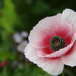 pink poppy
