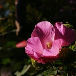 Mallow rose フヨウ