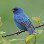 Indigo Bunting