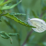 white butterfly
