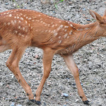 2012-06-28 Columbian Black-tailed Deer (01) (1024x680)